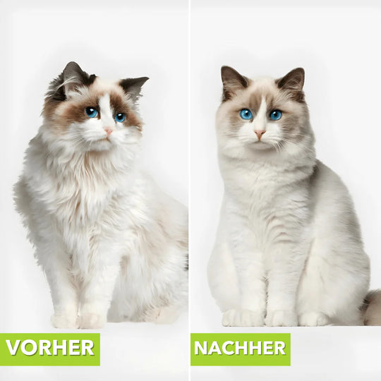 Haustierbürste