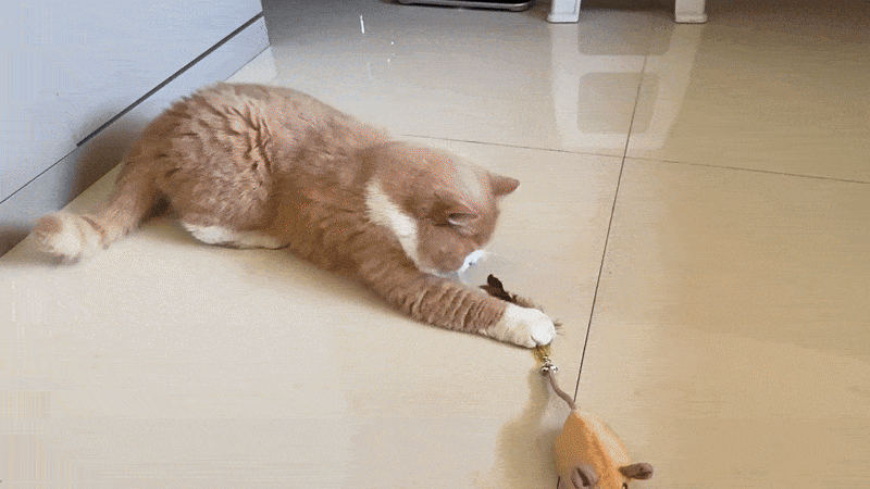 Magie-Maus - Spielspaß, der deine Katze verzauber