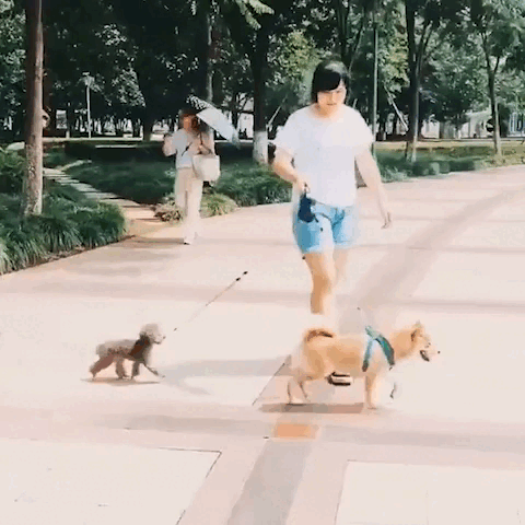 𝐁𝐮𝐝𝐝𝐲 - 𝐇𝐮𝐧𝐝𝐞𝐥𝐞𝐢𝐧𝐞 𝐟ü𝐫 𝐳𝐰𝐞𝐢 𝐇𝐮𝐧𝐝𝐞