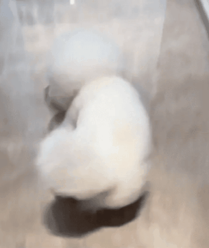 PawMotion