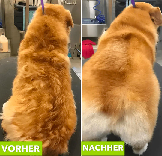 Haustierbürste